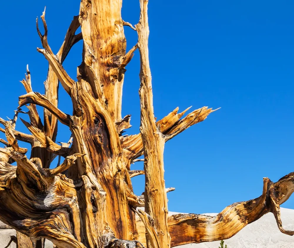 bristlecone pine hero
