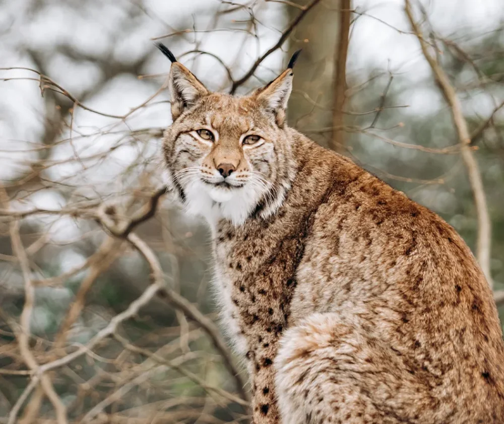 lynx hero