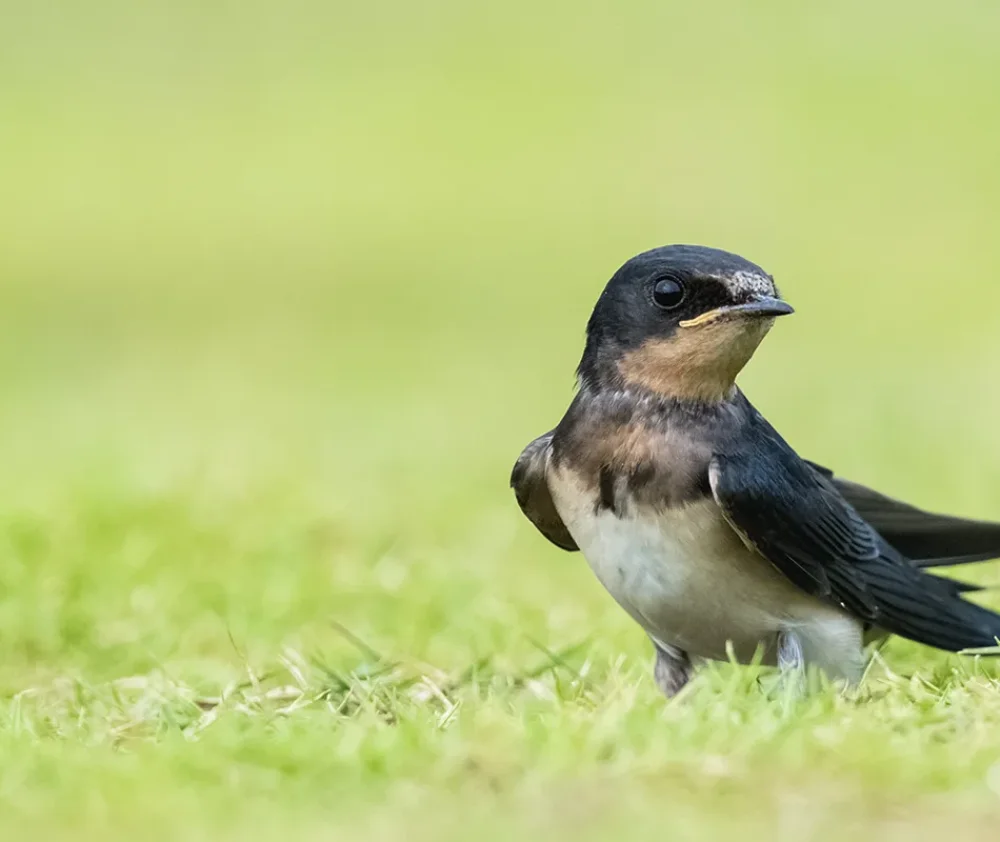 swallow bird hero