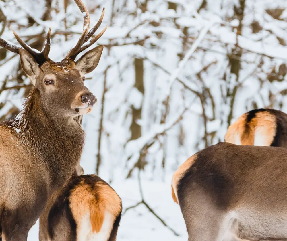 winter wildlife hero