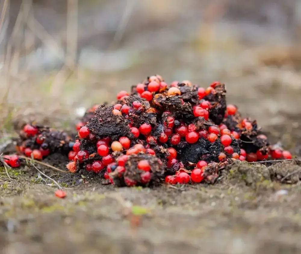 wm.blog.curious.nature.bear.scat