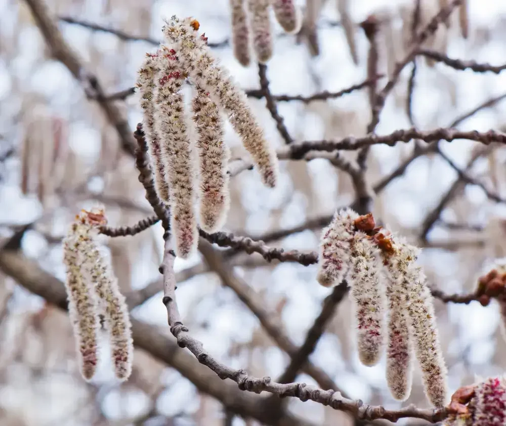 wm.blog.curious.nature.catkin