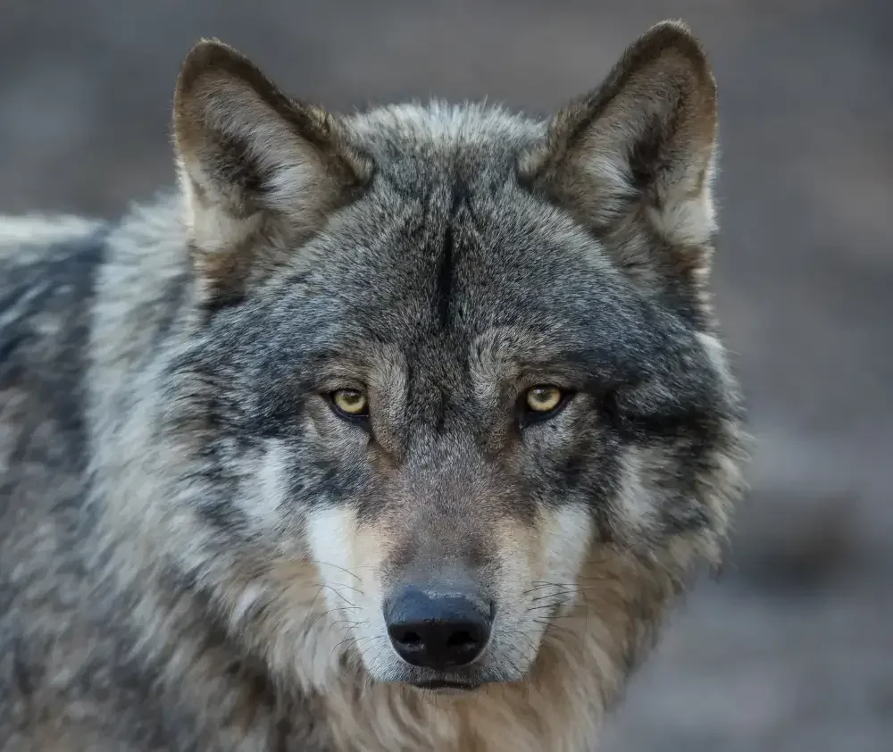 wm.blog.curious.nature.grey.wolf