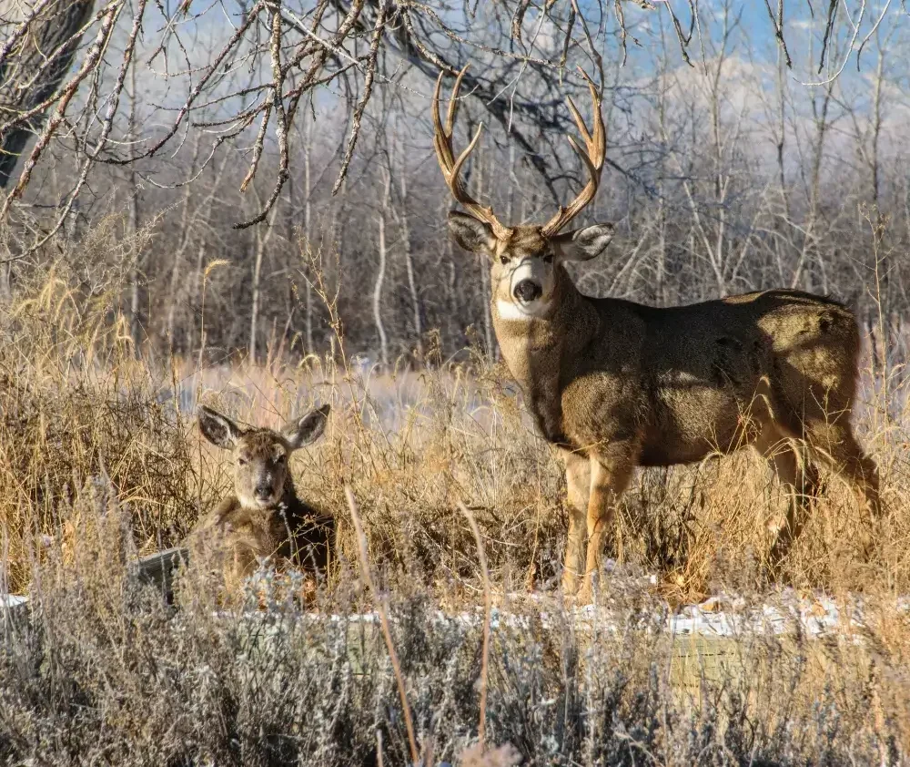 Managing the populations of elk and deer requires human intervention