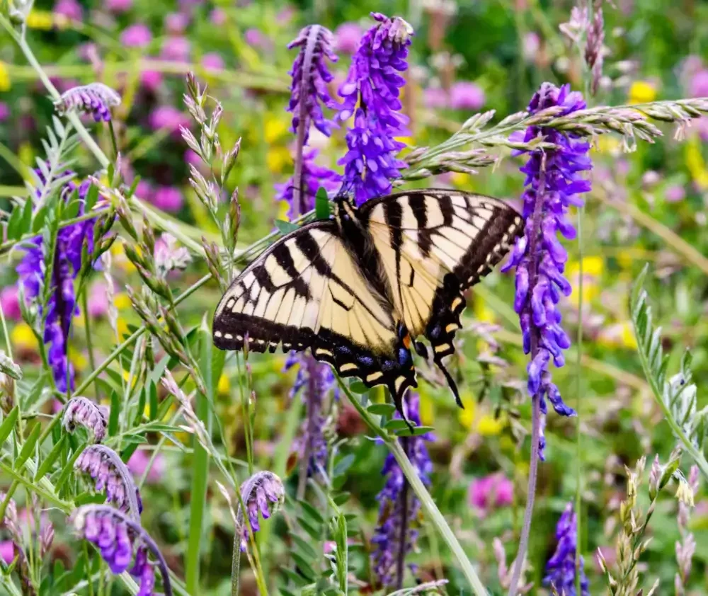 wm.blog.curious.nature.vetch