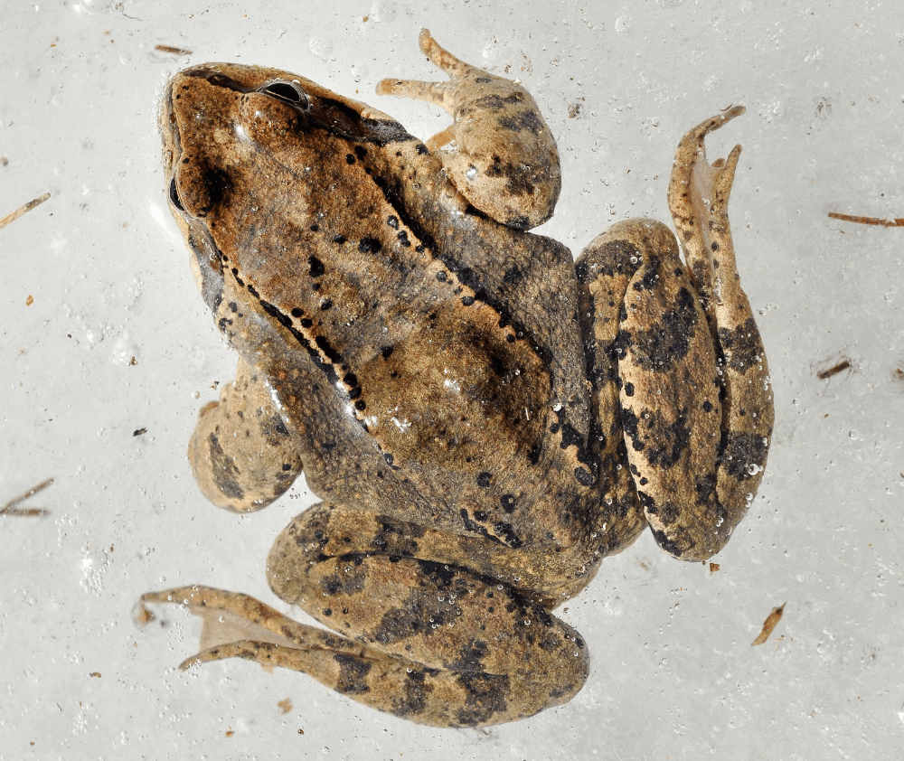 wm.blog.wood.frog.frozen.featured