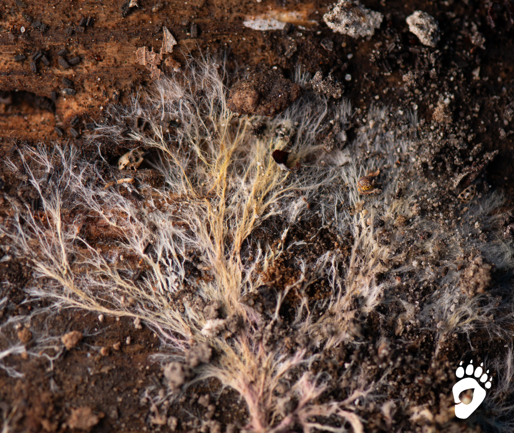 wm.blog.mycellium.featured