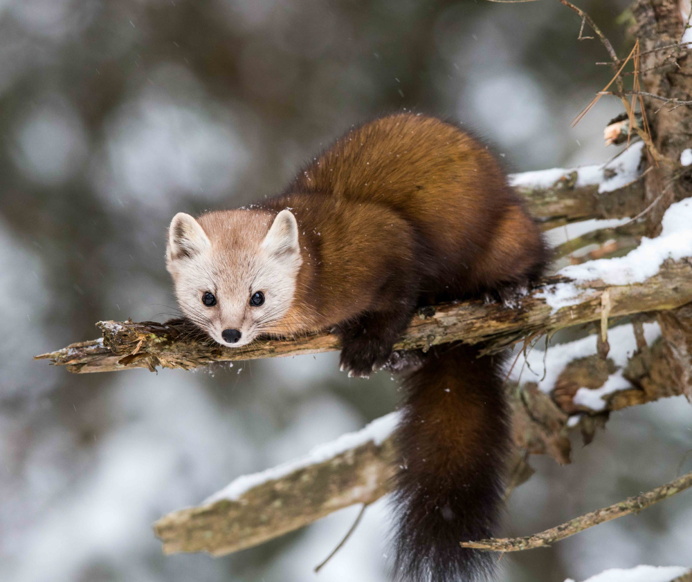 wm.blog.pine.marten.featured