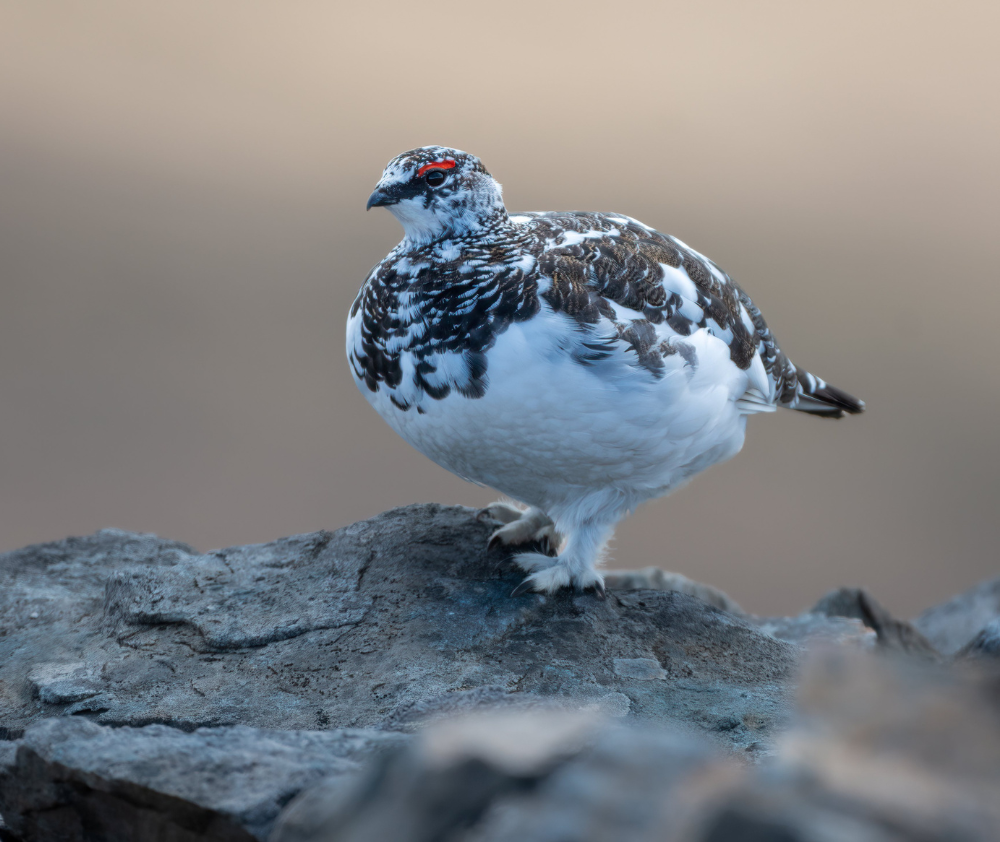 Ptarmigan
