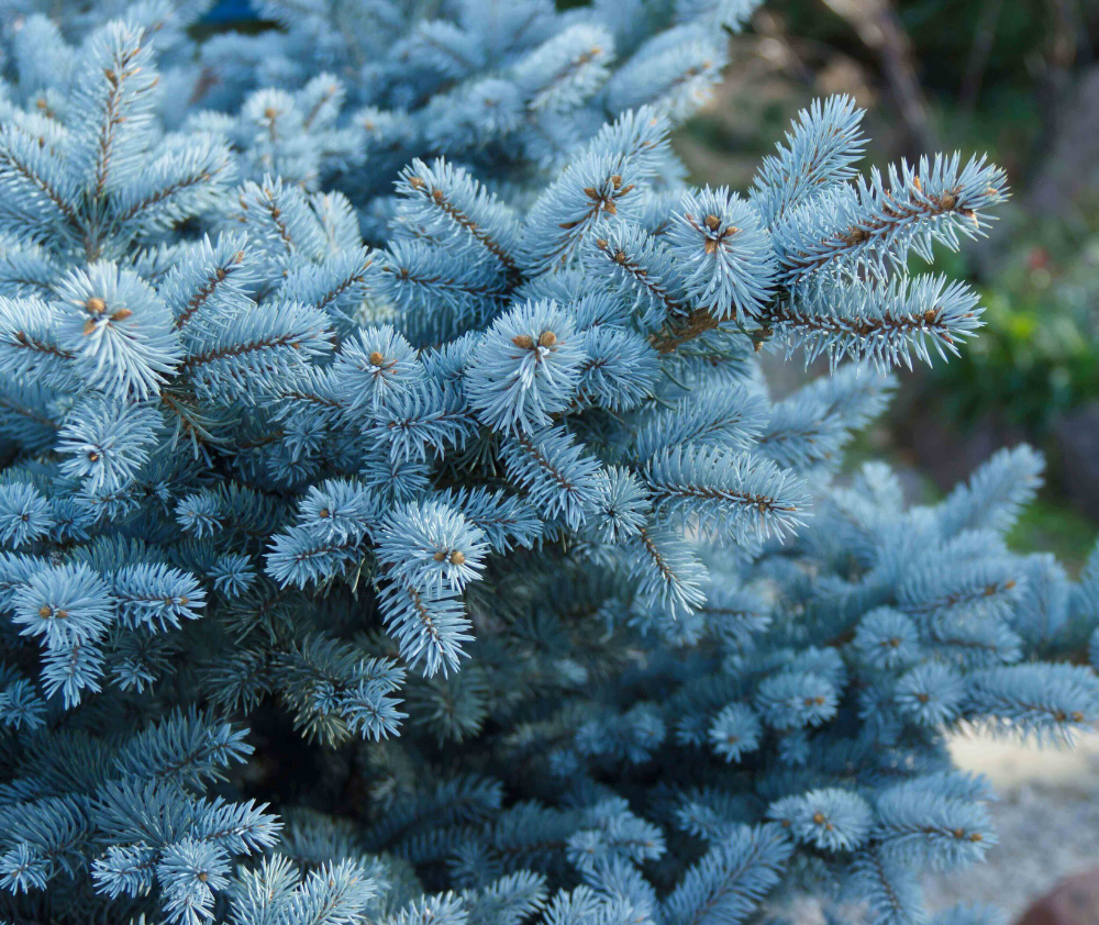 Blue Spruce