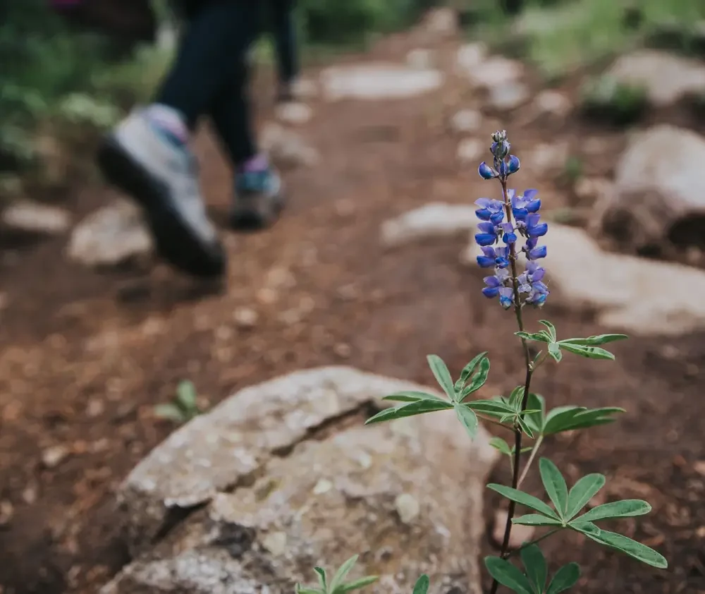 wm.website.img.series.wildflower.hike